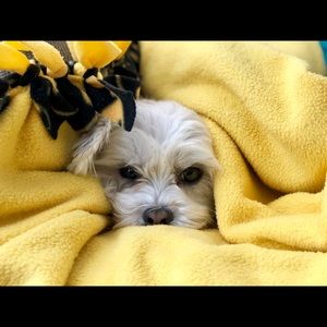 Meet your Posher, Abby